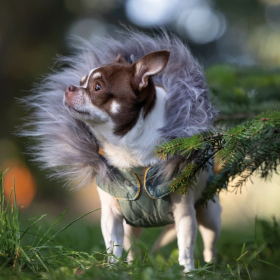 Подплатено водоустойчиво яке за куче Croci PADDED  JACKET TRIO - трио